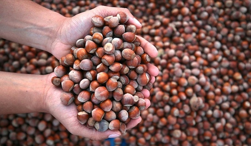 Ticaret Borsalarında 8 Ayda 550 Bin Ton Fındık İşlem Gördü